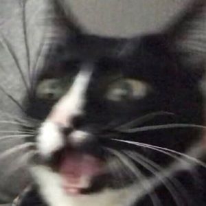 Meet your Posher, Victoria